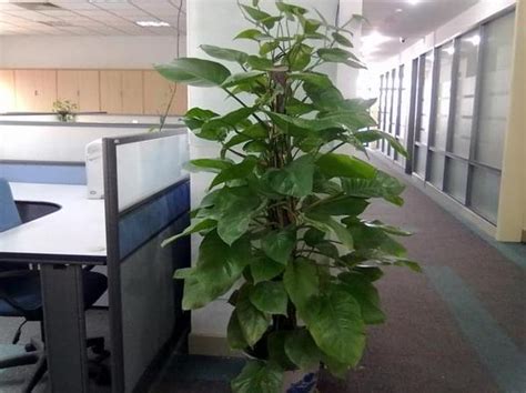 瑞填家 辦公室綠色植物